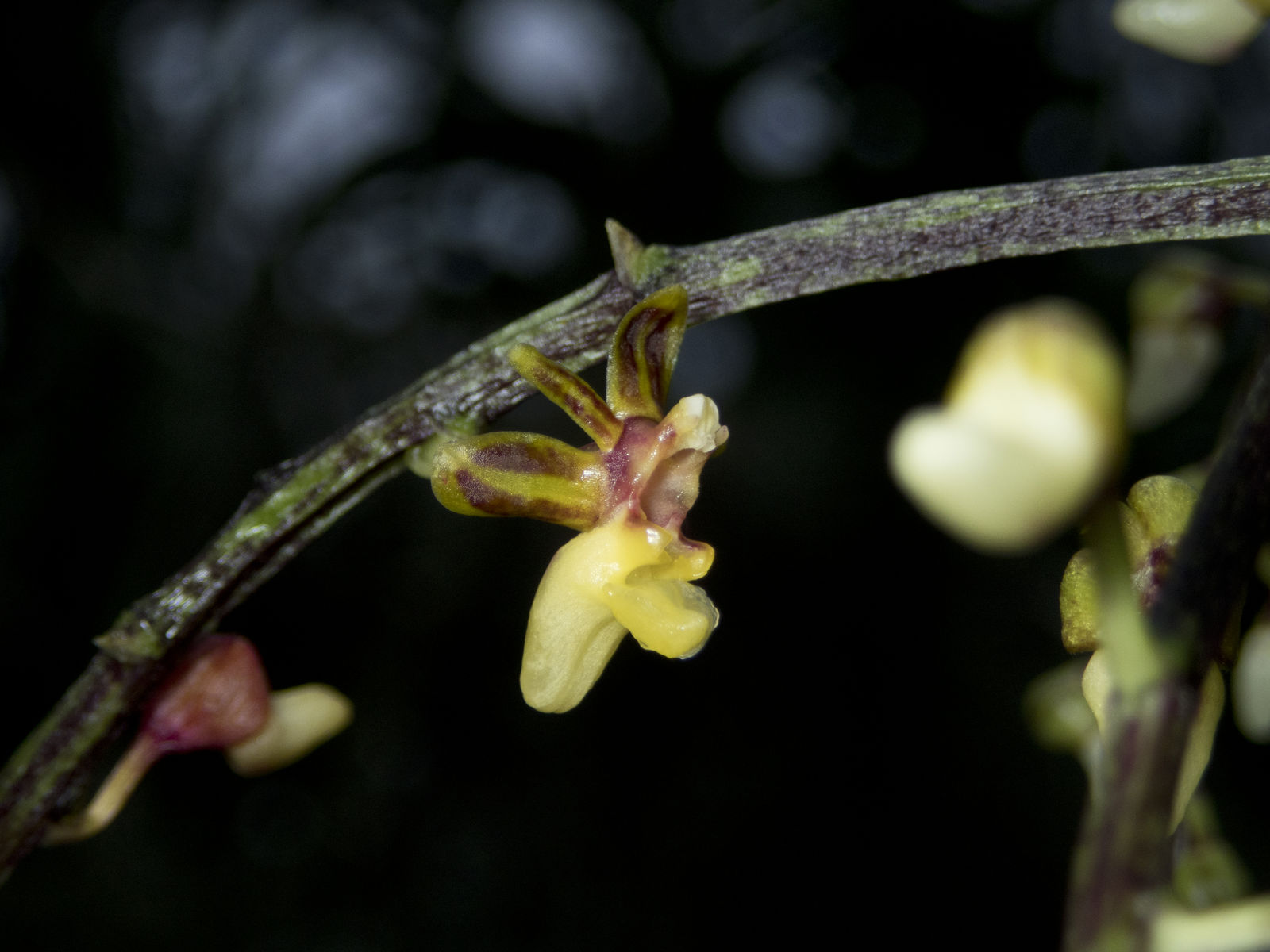 Cleisostoma flavescens